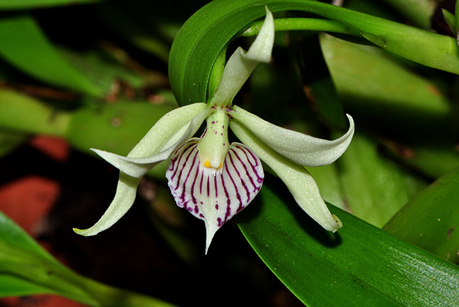 Orquídeas e bromélias | MUSA - Museu da Amazônia